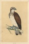 Osprey, Morris Birds, 1851
