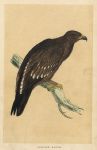 Spotted Eagle, Morris Birds, 1851