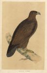 Golden Eagle, Morris Birds, 1851