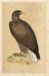 Erne, Morris Birds, 1851