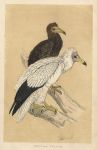 Egyptian Vulture, Morris Birds, 1851