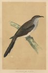 Yellow-Billed Cuckoo, Morris Birds, 1851