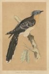 Great Spotted Cuckoo, Morris Birds, 1851