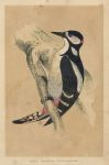 Great Spotted Woodpecker, Morris Birds, 1851