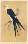 Swallow-Tailed Kite, Morris Birds, 1851