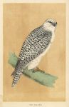 Jer-Falcon, Morris Birds, 1851