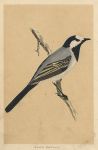 White Wagtail, Morris Birds, 1851