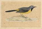 Grey Wagtail, Morris Birds, 1851