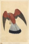 Kestrel, or Windhover, Morris Birds, 1851