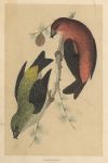 Crossbill, Morris Birds, 1851
