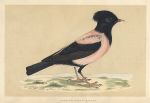 Rose-Coloured Pastor, Morris Birds, 1851