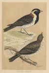Lapland Bunting, Morris Birds, 1851