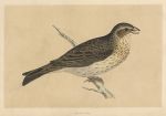Bunting, Morris Birds, 1851