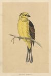 Yellowhammer, Morris Birds, 1851