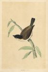 Marsh Tit, Morris Birds, 1851