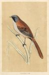 Bearded Tit, Morris Birds, 1851