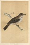 Spotted Flycatcher, Morris Birds, 1851