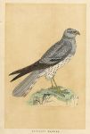 Montagu's Harrier, Morris Birds, 1851