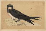 Alpine Swift, Morris Birds, 1851