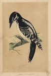 Hairy Woodpecker, Morris Birds, 1851