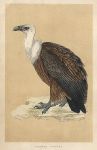 Griffon Vulture, Morris Birds, 1851