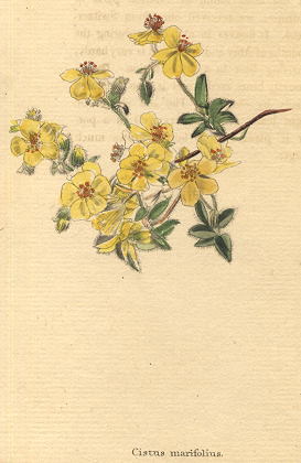 Cistus marifolius, 1822