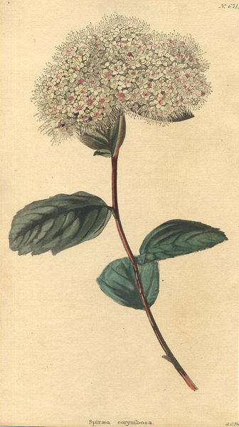Spiraea corymbosa, 1822