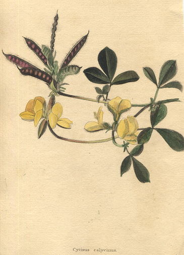Cytisus calycinus, 1822