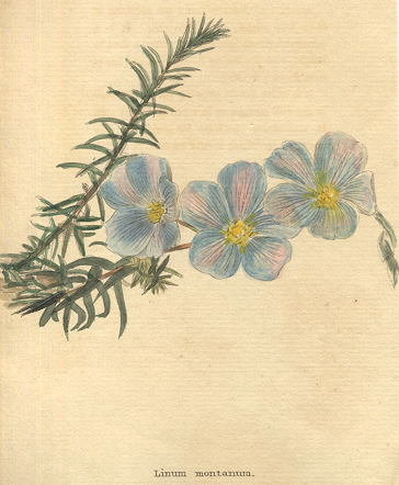 Linum montanum, 1822