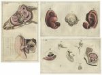 Medical. Ears & Hearing (3 prints), 1813