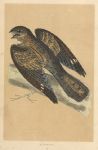 Nightjar, Morris Birds, 1851