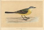 Grey-Headed Wagtail, Morris Birds, 1851