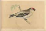 Mealy Redpole, Morris Birds, 1851