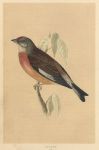 Linnet, Morris Birds, 1851