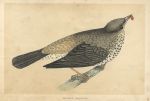 Missel Thrush, Morris Birds, 1851