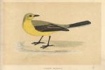 Yellow Wagtail, Morris Birds, 1851