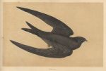 Swift, Morris Birds, 1851