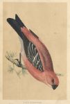 Pine Grossbeak, Morris Birds, 1851