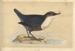 Dipper, Morris Birds, 1851