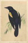 Red-Winged Starling, Morris Birds, 1851