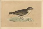 Short-Toed Lark, Morris Birds, 1851