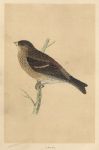 Twite, Morris Birds, 1851