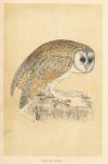White Owl, Morris Birds, 1851