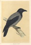 Hooded Crow, Morris Birds, 1851