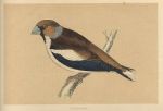 Hawfinch, Morris Birds, 1851