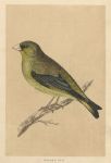 Greenfinch, Morris Birds, 1851