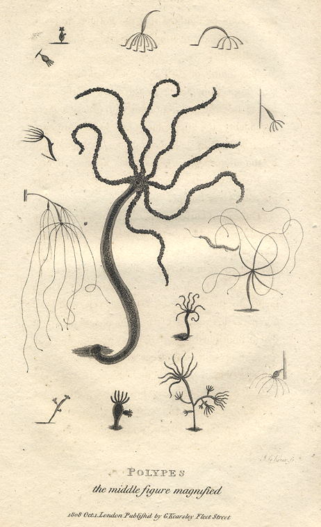 Polyps (Hydra), 1809