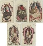 Medical. Thorax & Abdomen (5 prints), 1813