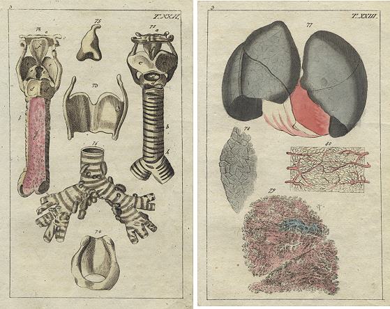 Medical. Larynx, trachea, lungs (2 prints), 1813