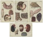 Medical. Stomach, intestines and kidney (4 prints), 1813
